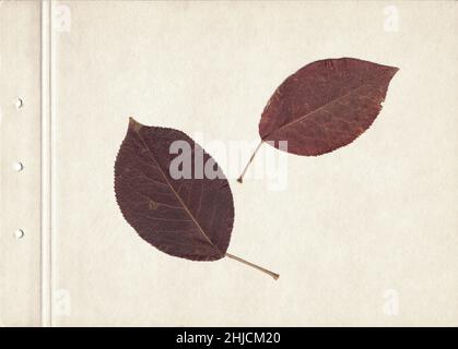 Scan von roten Herbstblättern eines Apfelbaums. Vintage sommergrünen Herbarium Hintergrund auf einem Blatt alten strukturierten Papier. Gepresstes und getrocknetes Blatt auf Braun Stockfoto