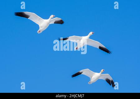 Schneegans (Anser caerulescens) fliegt durch den blauen Himmel in Kanada. Stockfoto