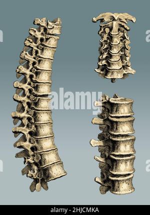 Platte 10. William Cheelden (19. Oktober 1688 - 10. April 1752) war ein englischer Anatom und Chirurg. 1733 veröffentlichte er Osteographia oder die Anatomie der Knochen, die erste vollständige und genaue Beschreibung der Anatomie des menschlichen Skelettsystems. Osteographia mit ihren neuartigen Vignetten und der Verwendung einer Camera Obscura bei der Herstellung der Platten gilt als Meilenstein in der Geschichte der anatomischen Illustration. Stockfoto