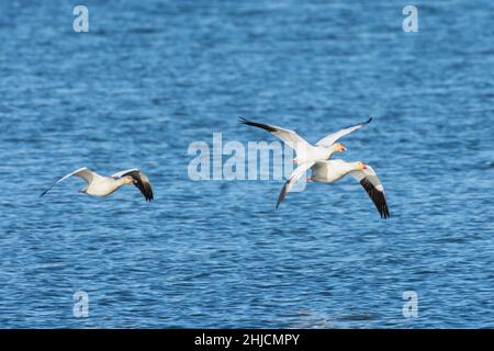 Schneegans (Anser caerulescens) fliegt durch den blauen Himmel in Kanada. Stockfoto