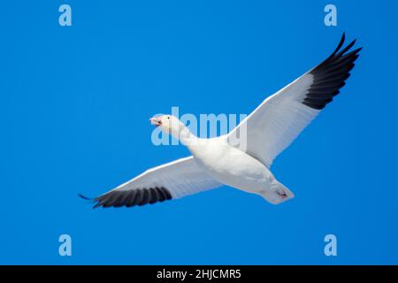 Schneegans (Anser caerulescens) fliegt durch den blauen Himmel in Kanada. Stockfoto