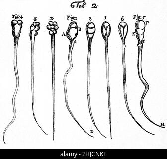 Holzschnitt mit Spermatozoen von Kaninchen (Feigen. 1-4) und Hund (Abb. 5-8), beobachtet und gezeichnet von Anthony van Leeuwenhoek, 1677. Leeuwenhoek (1632-1723) war ein niederländischer Wissenschaftler, der heute als erster Mikrobiologe gilt. Er ist vor allem für seine Arbeiten zur Verbesserung des Mikroskops und für seine Beiträge zur Etablierung der Mikrobiologie bekannt. Stockfoto
