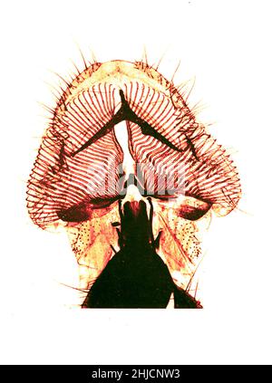 Proboscis der Blow-Fly. Vergrößerung: 40fach. Fotomikrograph von Arthur E Smith in den frühen 1900er Jahren, mit einem kombinierten Mikroskop und Kamera. 1904 stellte die Royal Society in London eine Reihe von Smiths Fotomikrographen der Öffentlichkeit aus. Sie wurden später 1909 in einem Buch mit dem Titel "Nature Through Microscope & Camera" veröffentlicht. Sie waren die ersten Beispiele für die Photomikroskopie, die viele je gesehen hatten. Stockfoto