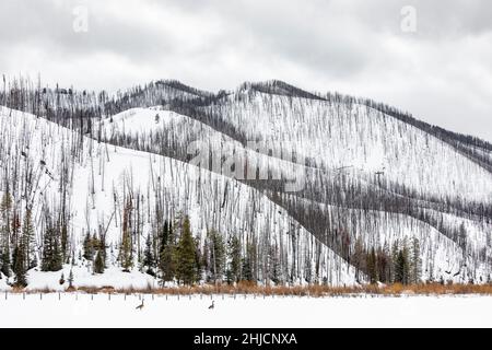 Lodgepole Pine, Pinus contorta, rees, die durch Waldbrand im oder in der Nähe des Grand Teton National Park, Wyoming, USA, getötet wurden Stockfoto