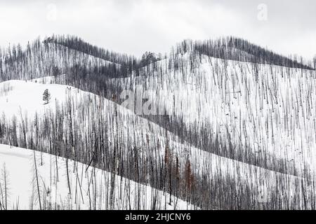 Lodgepole Pine, Pinus contorta, rees, die durch Waldbrand im oder in der Nähe des Grand Teton National Park, Wyoming, USA, getötet wurden Stockfoto