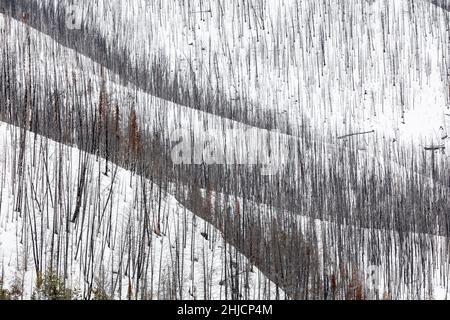 Lodgepole Pine, Pinus contorta, rees, die durch Waldbrand im oder in der Nähe des Grand Teton National Park, Wyoming, USA, getötet wurden Stockfoto