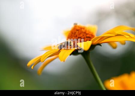 Biene. Nahaufnahme einer großen gestreiften Biene, die Pollen auf einer gelben Blume auf einem grünen Hintergrund auf einem Feld sammelt. Horizontale Makrofotografie Stockfoto