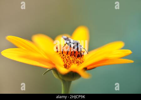 Biene. Makro. Nahaufnahme einer schwarz-weißen Biene, die Pollen auf einer orangefarbenen Blume sammelt. Stockfoto