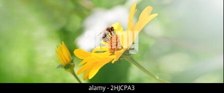 Biene und Blume. Banner. Nahaufnahme einer gestreiften Biene, die an einem sonnigen, hellen Tag Pollen auf einer gelben Blume sammelt. Eine Biene sammelt Honig aus einer Blume. Summe Stockfoto