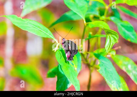 Rot-schwarzer edler tropischer Schmetterling auf grünem Naturhintergrund auf der großen tropischen Insel Ilha Grande in Angra dos Reis Rio de Janeiro Brasilien. Stockfoto