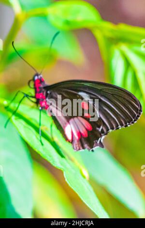 Rot-schwarzer edler tropischer Schmetterling auf grünem Naturhintergrund auf der großen tropischen Insel Ilha Grande in Angra dos Reis Rio de Janeiro Brasilien. Stockfoto