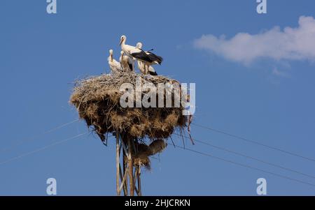 Vögel in der Türkei Störche auf dem Nest Stockfoto