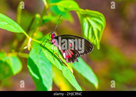 Rot-schwarzer edler tropischer Schmetterling auf grünem Naturhintergrund auf der großen tropischen Insel Ilha Grande in Angra dos Reis Rio de Janeiro Brasilien. Stockfoto