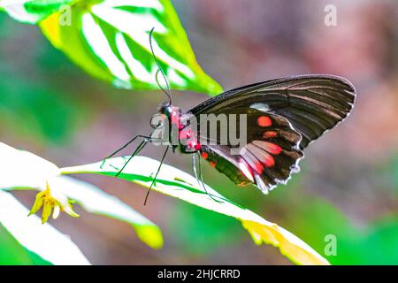 Rot-schwarzer edler tropischer Schmetterling auf grünem Naturhintergrund auf der großen tropischen Insel Ilha Grande in Angra dos Reis Rio de Janeiro Brasilien. Stockfoto