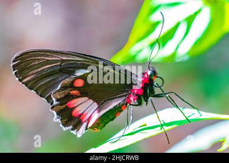 Rot-schwarzer edler tropischer Schmetterling auf grünem Naturhintergrund auf der großen tropischen Insel Ilha Grande in Angra dos Reis Rio de Janeiro Brasilien. Stockfoto