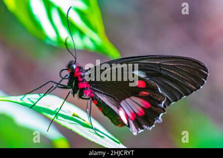 Rot-schwarzer edler tropischer Schmetterling auf grünem Naturhintergrund auf der großen tropischen Insel Ilha Grande in Angra dos Reis Rio de Janeiro Brasilien. Stockfoto