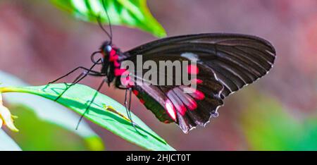 Rot-schwarzer edler tropischer Schmetterling auf grünem Naturhintergrund auf der großen tropischen Insel Ilha Grande in Angra dos Reis Rio de Janeiro Brasilien. Stockfoto