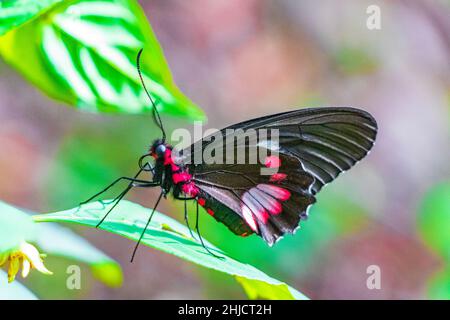 Rot-schwarzer edler tropischer Schmetterling auf grünem Naturhintergrund auf der großen tropischen Insel Ilha Grande in Angra dos Reis Rio de Janeiro Brasilien. Stockfoto