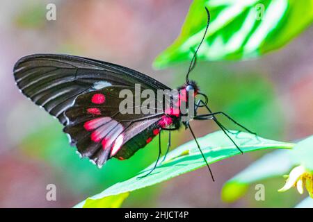 Rot-schwarzer edler tropischer Schmetterling auf grünem Naturhintergrund auf der großen tropischen Insel Ilha Grande in Angra dos Reis Rio de Janeiro Brasilien. Stockfoto