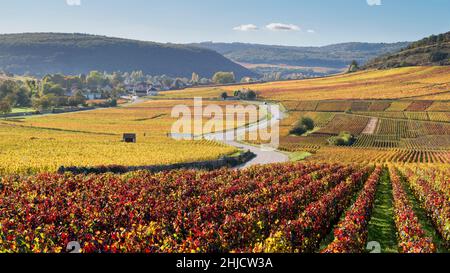 Herbstlandschaft im Burgund Klima en Verseuil, Volnay, Bourgogne, Frankreich Stockfoto