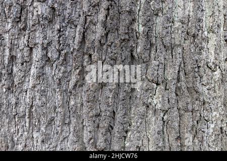 Eine sehr alte Baumrinde mit ihrer Struktur Stockfoto