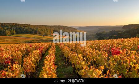 Weinberg Burgund Landschaft in Automn bei Pernand-Vergelesses Stockfoto