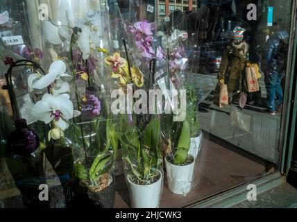 Die New Yorker bündeln sich in Chelsea gegen das frigide Wetter am Dienstag, den 11. Januar 2022. Die Temperaturen fielen auf 16 Grad mit einem hohen von 20 Grad, und das ist vor der Windkälte. (© Richard B. Levine) Stockfoto