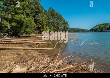 Mehrere tote Bäume in einer Reihe in den See fallen am Strand in das Wasser Erosion aufgrund einer Dürre an einem sonnigen Tag im Herbst Stockfoto