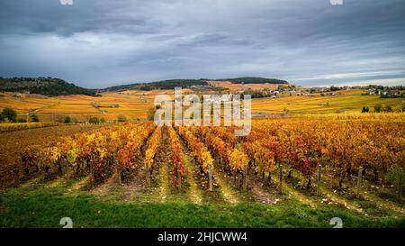 Weinberg Burgund Landschaft in Automn Stockfoto