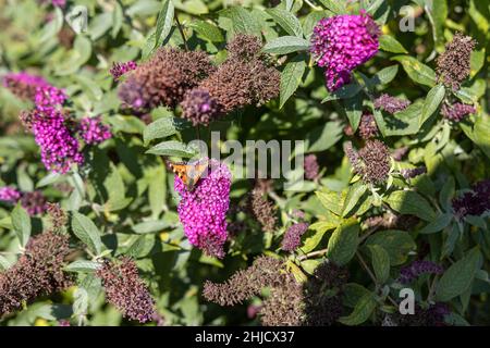 Ein wunderbarer Schmetterling, Pfauenschmetterling, sitzt auf einem Flieder und genießt die Sonne. Stockfoto