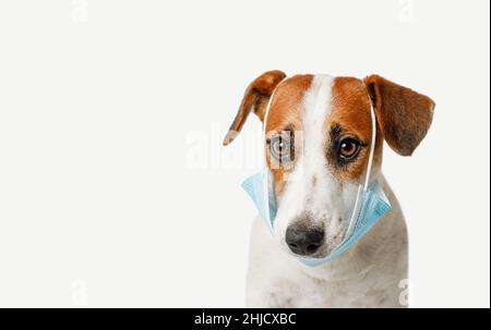 Jack russell Terrier Hund trägt medizinische Gesichtsmaske auf hellem Hintergrund. Stockfoto