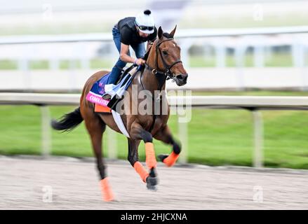 Hallandale Beach, FL, USA. 28th Januar 2022. 28. Januar 2022: Kommandoübungen während der Pegasus World Cup Invitational Week im Gulfstream Park in Hallandale Beach, Florida. Scott Serio/Eclipse Sportswire/CSM/Alamy Live News Stockfoto