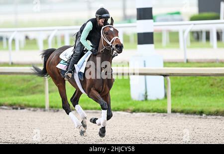 Hallandale Beach, FL, USA. 28th Januar 2022. 28. Januar 2022: Die schönsten Übungen während der Pegasus World Cup Invitational Week im Gulfstream Park in Hallandale Beach, Florida. Scott Serio/Eclipse Sportswire/CSM/Alamy Live News Stockfoto