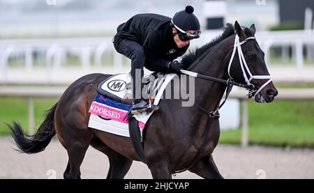 Hallandale Beach, FL, USA. 28th Januar 2022. 28. Januar 2022: Übungen während der Pegasus World Cup Invitational Week im Gulfstream Park in Hallandale Beach, Florida. Scott Serio/Eclipse Sportswire/CSM/Alamy Live News Stockfoto