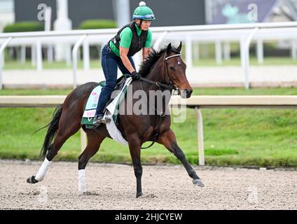 Hallandale Beach, FL, USA. 28th Januar 2022. 28. Januar 2022: Wakanaka trainiert während der Pegasus World Cup Invitational Week im Gulfstream Park in Hallandale Beach, Florida. Scott Serio/Eclipse Sportswire/CSM/Alamy Live News Stockfoto