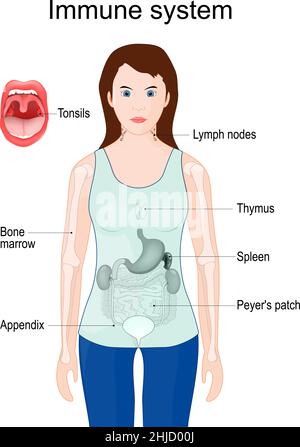 Immunsystem. Frau Silhouette mit inneren Organen: Appendix, Milz, Thymus, Knochenmark, Mandeln im Mund, Lymphknoten und Peyer-Patch in intes Stock Vektor