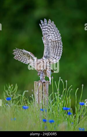 Beringte kleine Eule (Athene noctua) landet mit gefangener Mausbeute im Schnabel auf einem alten, verwitterten Zaunpfosten entlang der Wiese Stockfoto