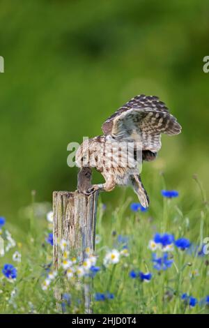 Beringte kleine Eule (Athene noctua) landet mit gefangener Mausbeute im Schnabel auf einem alten, verwitterten Zaunpfosten entlang der Wiese Stockfoto