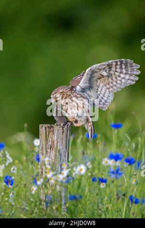 Beringte kleine Eule (Athene noctua) landet mit gefangener Mausbeute im Schnabel auf einem alten, verwitterten Zaunpfosten entlang der Wiese Stockfoto