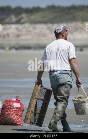 pêche à pied en baie de Somme, coques, hénons Stockfoto