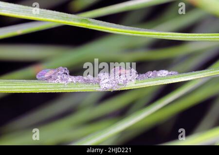 Die wachsartige, graue Nadelaphide - Schizolachnus pineti ist in Europa und Teilen Asiens verbreitet und wird in Nordamerika eingeführt. Insekten Stockfoto