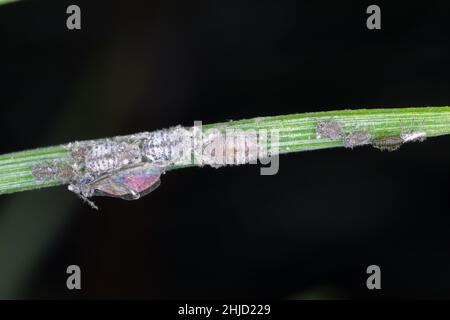 Die wachsartige, graue Nadelaphide - Schizolachnus pineti ist in Europa und Teilen Asiens verbreitet und wird in Nordamerika eingeführt. Insekten Stockfoto