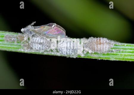 Die wachsartige, graue Nadelaphide - Schizolachnus pineti ist in Europa und Teilen Asiens verbreitet und wird in Nordamerika eingeführt. Insekten Stockfoto