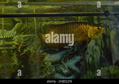 Die asiatische Arowana, (Scleropages formosus) in einem großen Aquarium mit Schönheitsdrachen auf dem Hintergrund. Der Drachenfisch (arowana) ist im Feng Shui ein Symbol des Reichtums Stockfoto