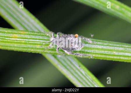 Die wachsartige, graue Nadelaphide - Schizolachnus pineti ist in Europa und Teilen Asiens verbreitet und wird in Nordamerika eingeführt. Insekten Stockfoto