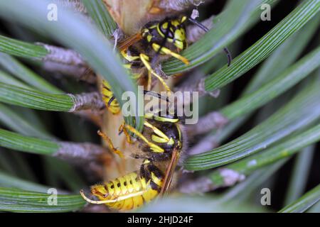 Deutsche Gelbweste, Europäische Wespe oder Deutsche Wespe (lat. Vespula germanica), auf einer Kiefer. Der Verzehr von Honigtau, der von Blattläusen produziert wird. Stockfoto