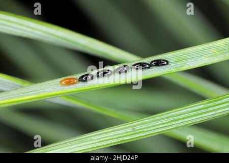 Eier der wachsartigen Nadelaphide - Schizolachnus pineti ist in Europa und Teilen Asiens verbreitet und wird in Nordamerika eingeführt. Stockfoto