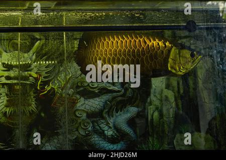 Die asiatische Arowana, (Scleropages formosus) in einem großen Aquarium mit Schönheitsdrachen auf dem Hintergrund. Der Drachenfisch (arowana) ist im Feng Shui ein Symbol des Reichtums Stockfoto