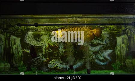 Die asiatische Arowana, (Scleropages formosus) in einem großen Aquarium mit Schönheitsdrachen auf dem Hintergrund. Der Drachenfisch (arowana) ist im Feng Shui ein Symbol des Reichtums Stockfoto
