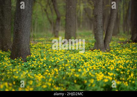 Waldlichtung voller gelber Frühlingsblumen Stockfoto